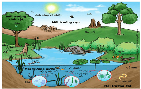 Nhân tố sinh thái là? Các loại nhân tố sinh thái trong môi trường